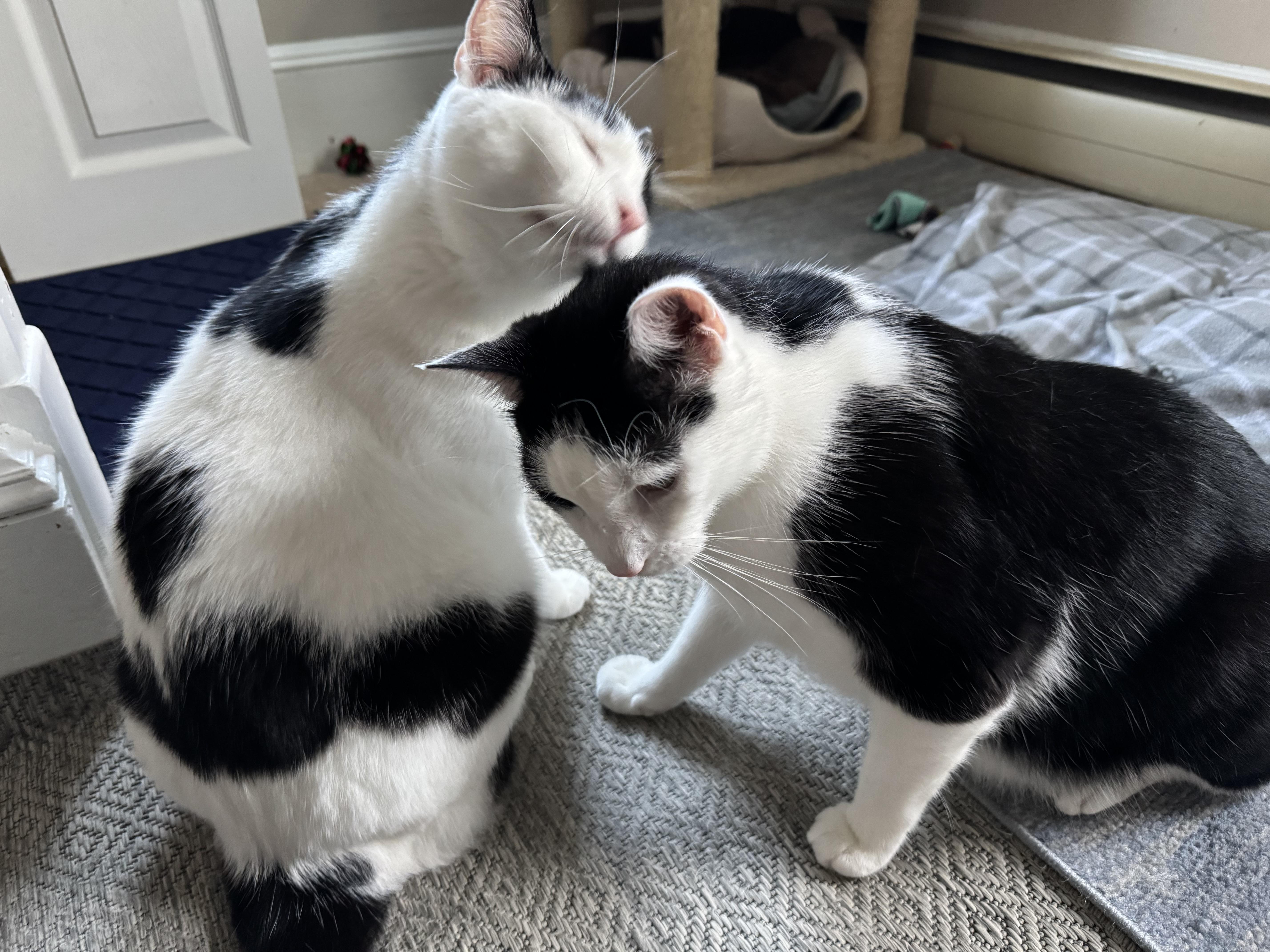 Enlarge Shawn & Cory - bonded brothers, a Adoptable Domestic Short Hair in Bainbridge, PA image 1/6