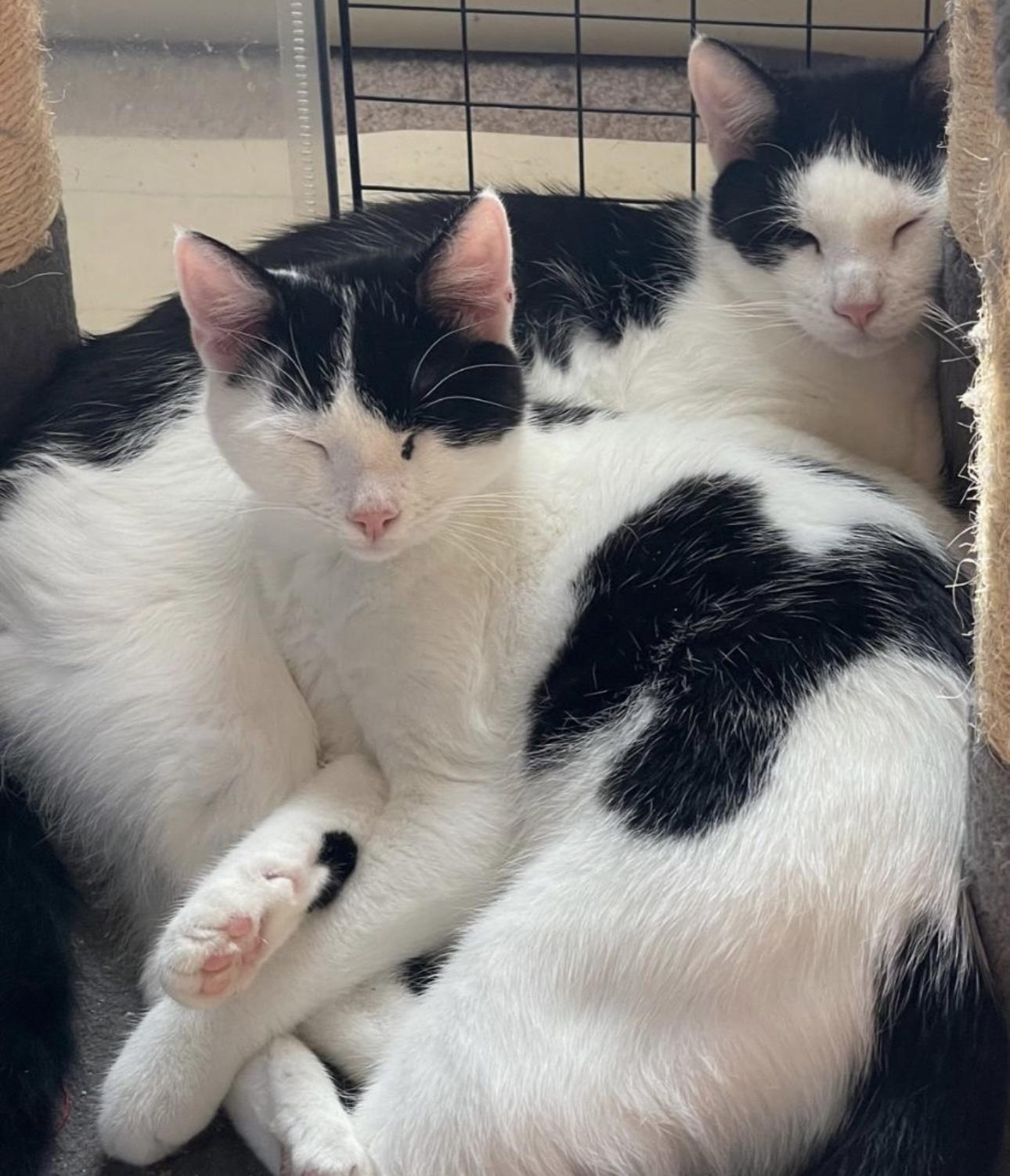 Enlarge Shawn & Cory - bonded brothers, a Adoptable Domestic Short Hair in Bainbridge, PA image 6/6