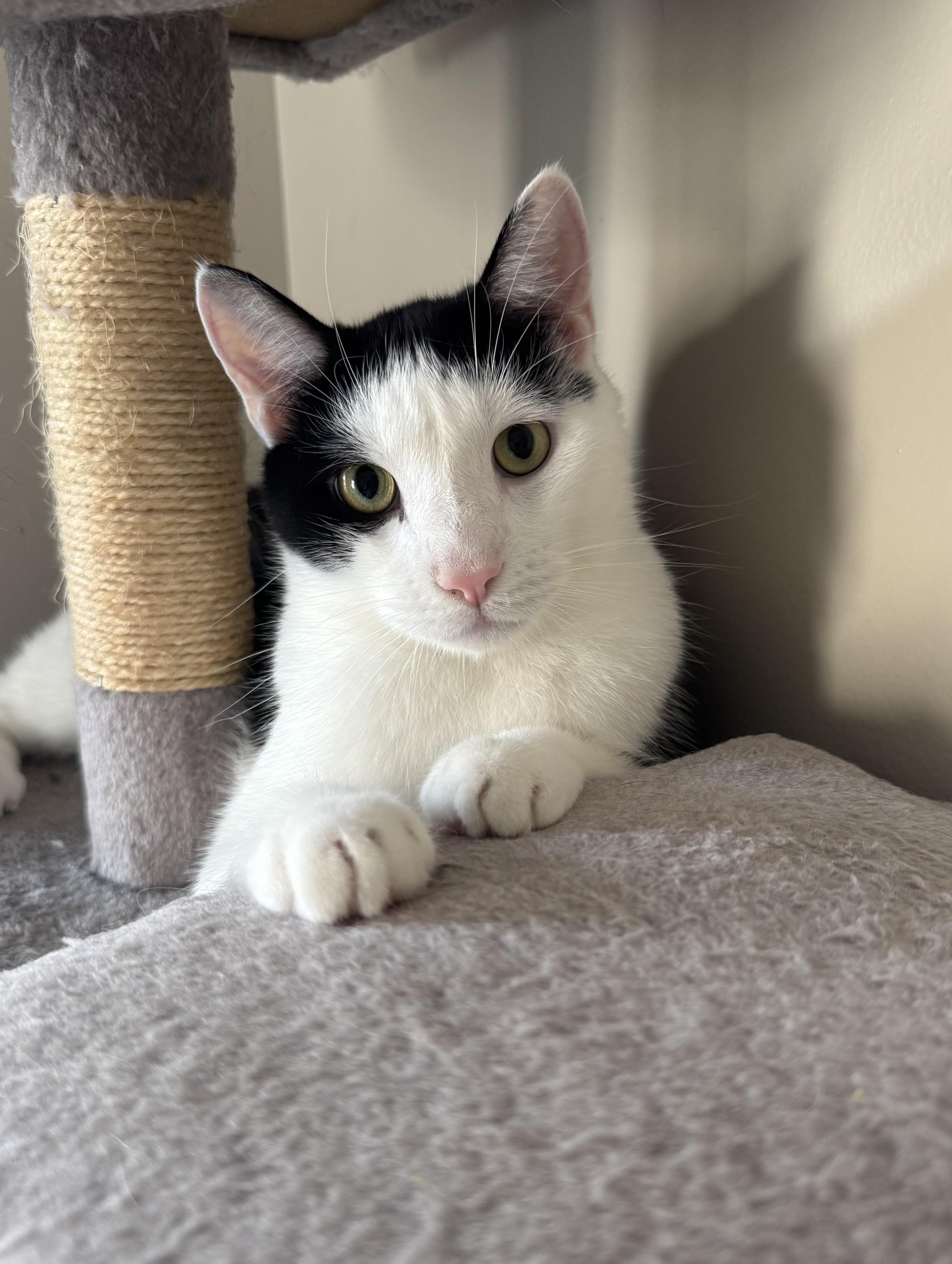 Enlarge Shawn & Cory - bonded brothers, a Adoptable Domestic Short Hair in Bainbridge, PA image 4/6