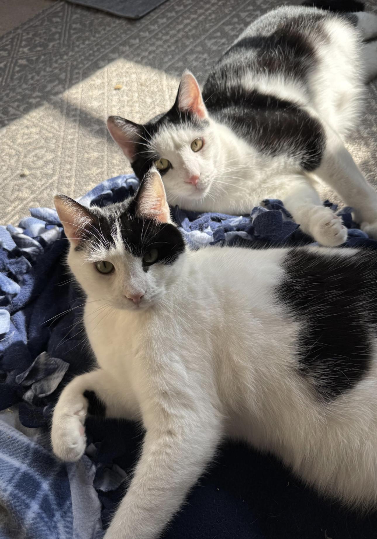 Enlarge Shawn & Cory - bonded brothers, a Adoptable Domestic Short Hair in Bainbridge, PA image 3/6