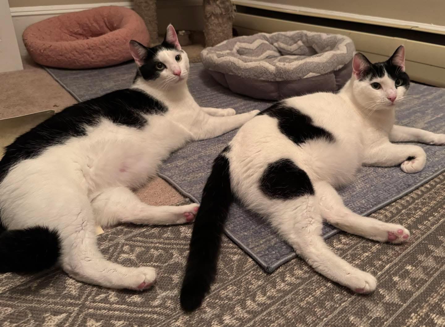 Enlarge Shawn & Cory - bonded brothers, a Adoptable Domestic Short Hair in Bainbridge, PA image 2/6