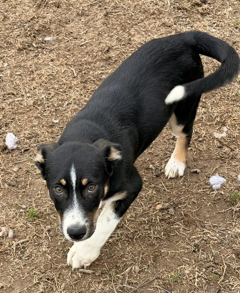 Amethyst, a Adoptable mixed breed in Monroeville , PA image 4/6