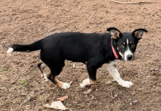 Amethyst, a Adoptable mixed breed in Monroeville , PA image 5/6