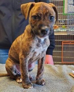 Enlarge Hazel, a Adoptable mixed breed in Barron, WI image 1/1
