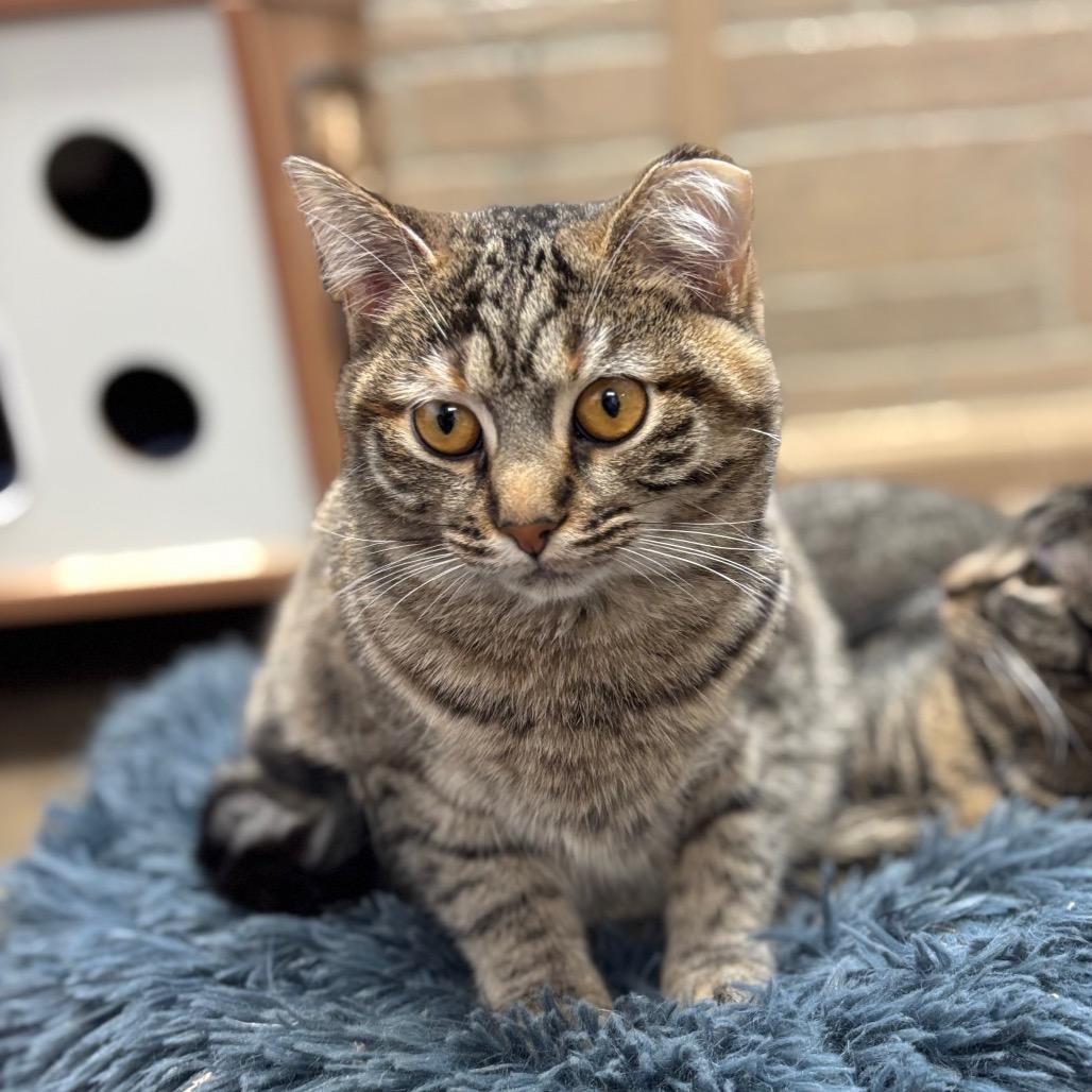 Little Muffin Ma'am, Adoptable, Young Female Domestic Short Hair.