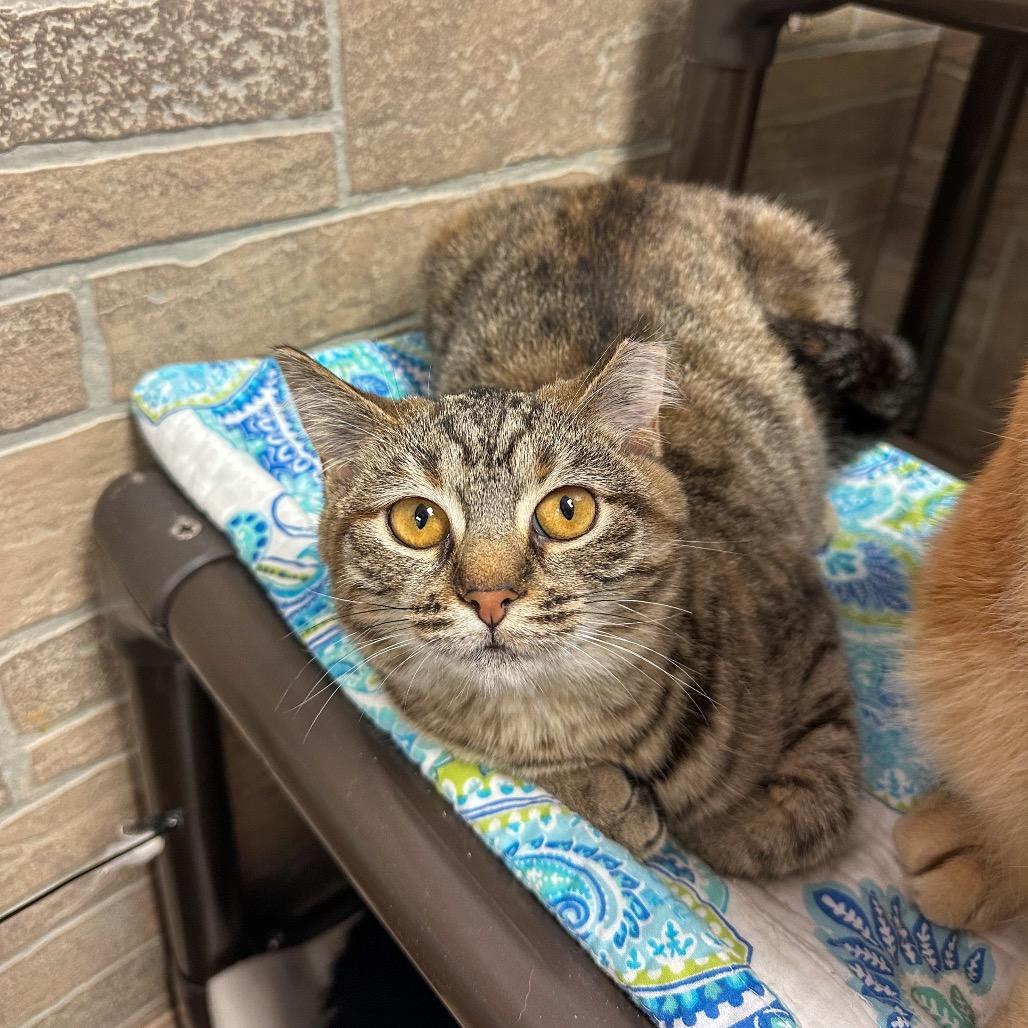 Little Muffin Ma'am, Adoptable, Young Female Domestic Short Hair.