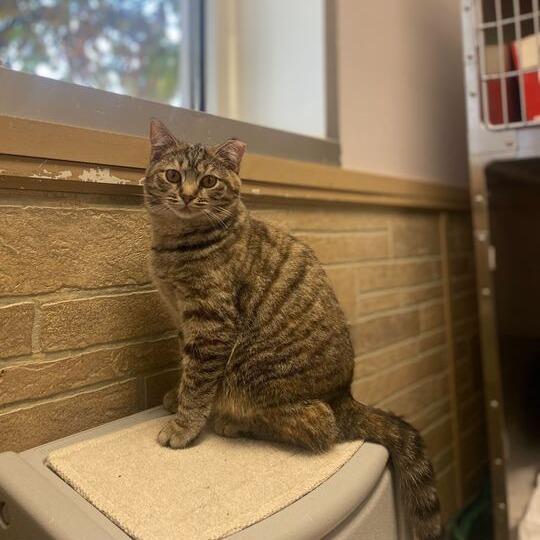 Enlarge Little Muffin Ma'am, a Adoptable Domestic Short Hair in Davenport, IA image 2/3