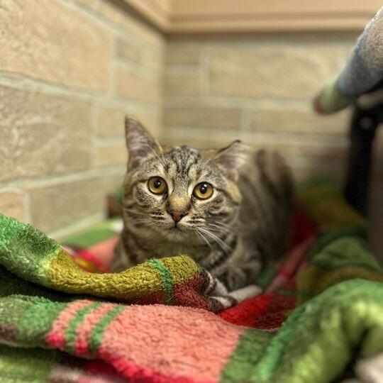 Enlarge Little Muffin Ma'am, a Adoptable Domestic Short Hair in Davenport, IA image 3/3