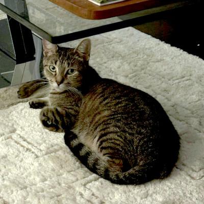 Danya, a Adoptable Domestic Short Hair in Mississauga, ON image 5/6