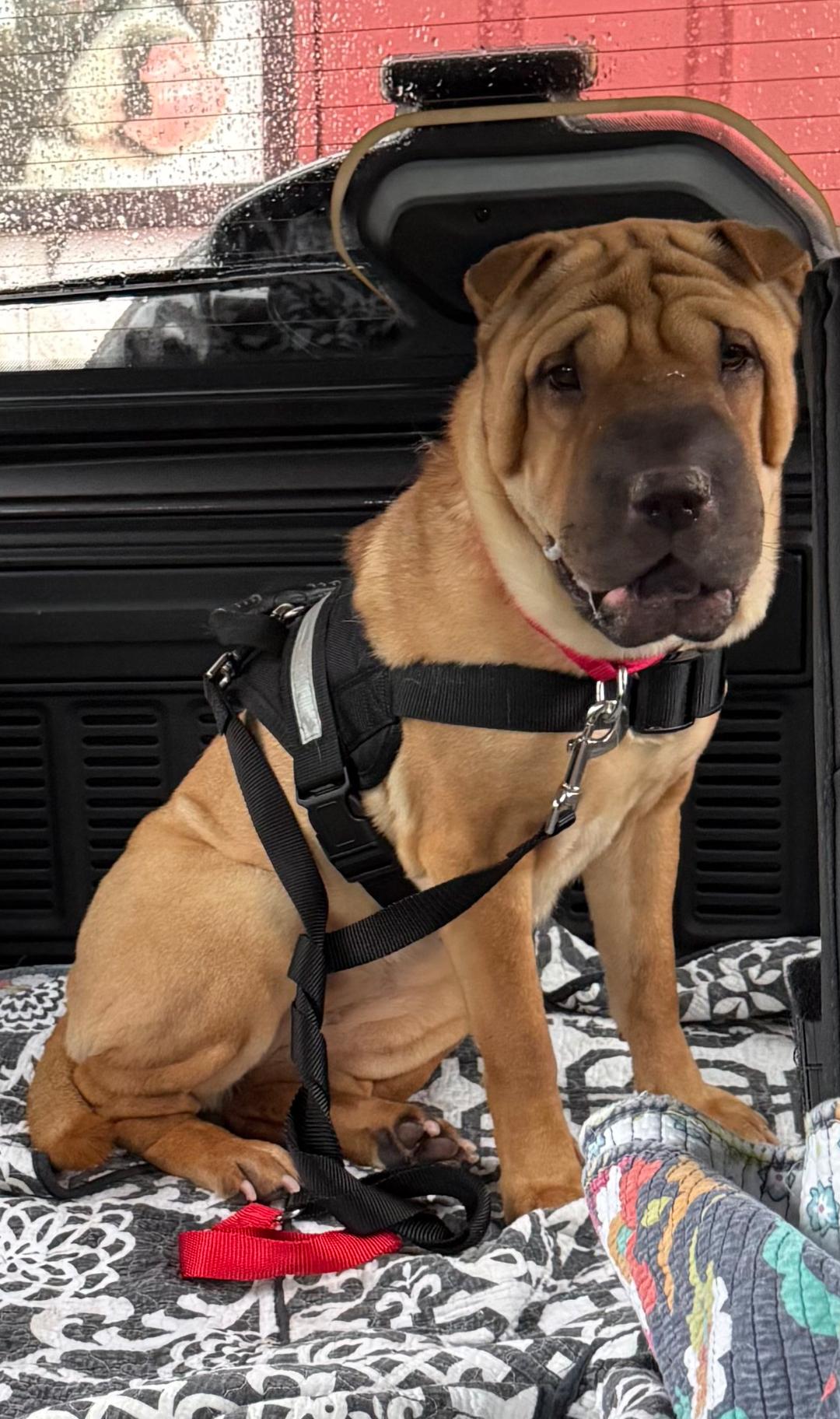 Enlarge HARLEY, a ADOPTABLE Shar-Pei in Olney, MD image 3/5