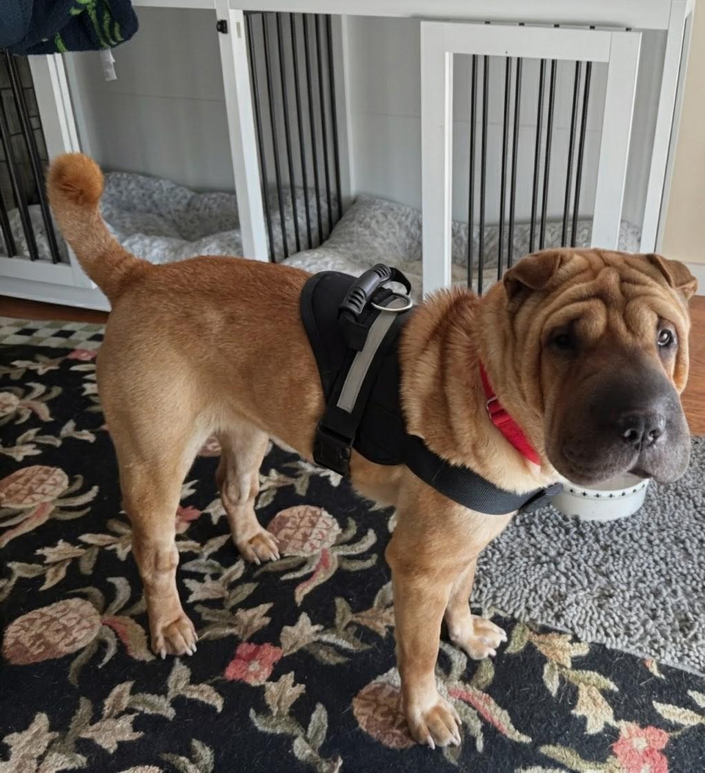 Enlarge HARLEY, a ADOPTABLE Shar-Pei in Olney, MD image 1/5