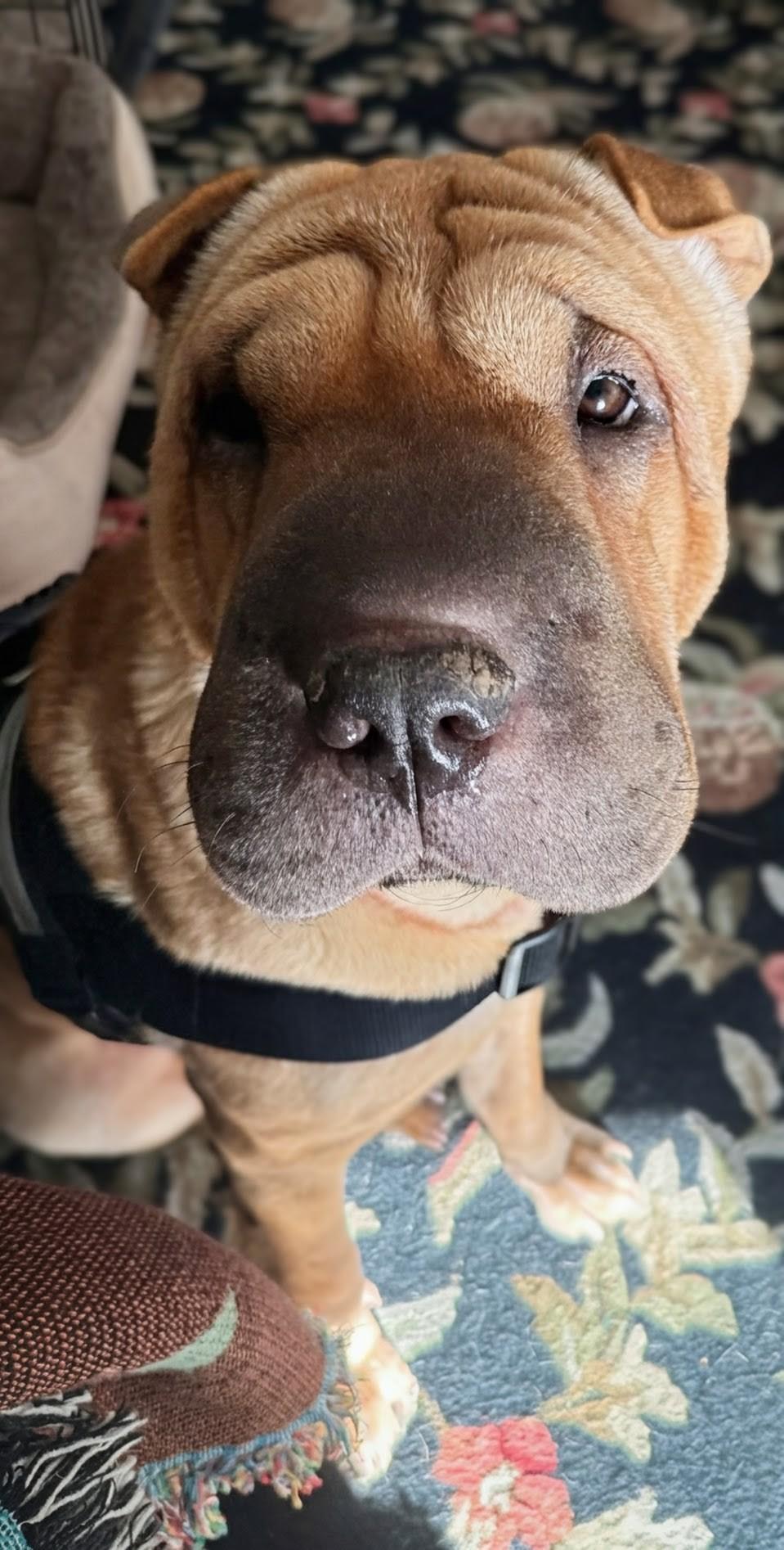 Enlarge HARLEY, a ADOPTABLE Shar-Pei in Olney, MD image 2/5