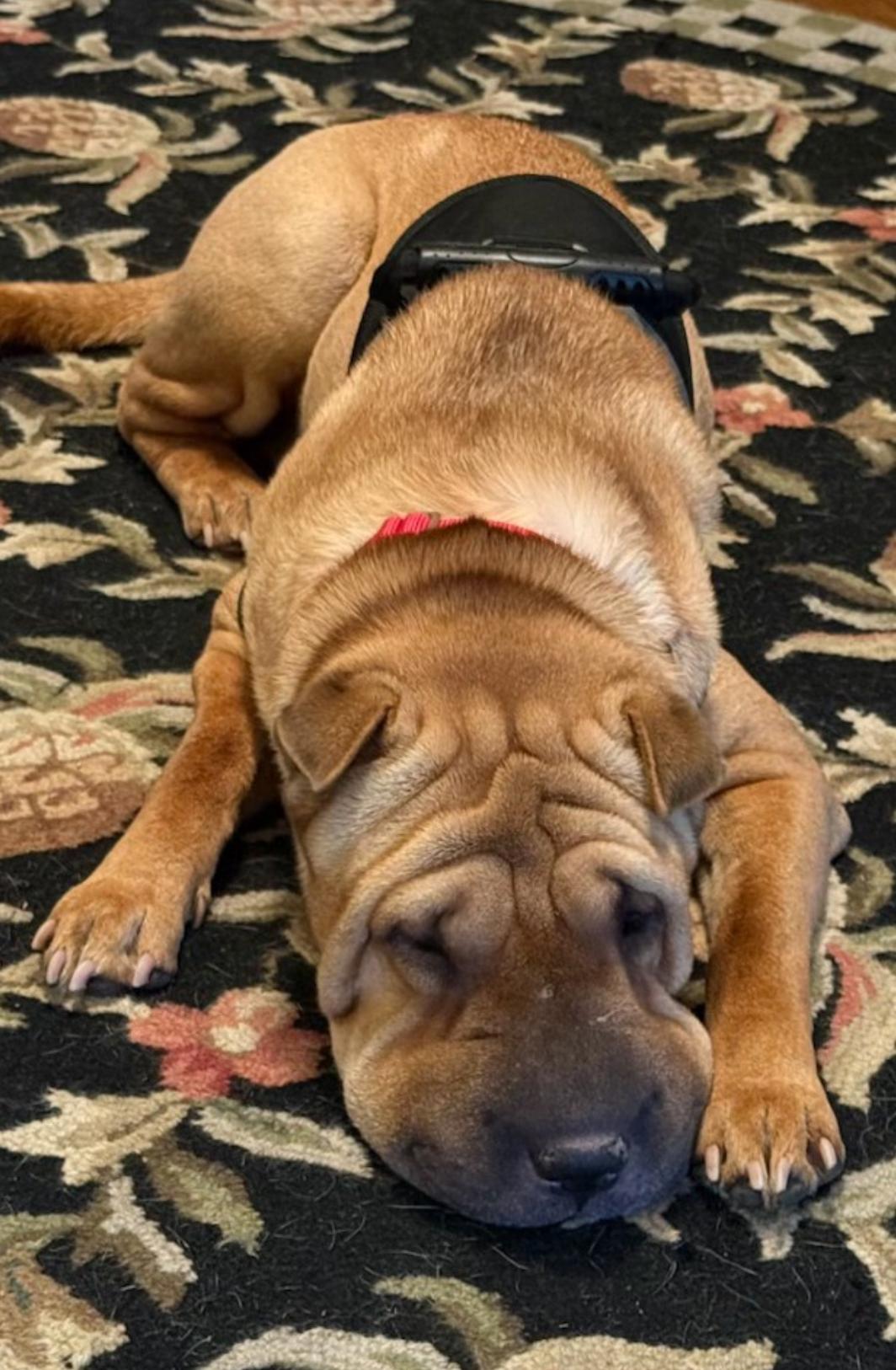 Enlarge HARLEY, a ADOPTABLE Shar-Pei in Olney, MD image 5/5