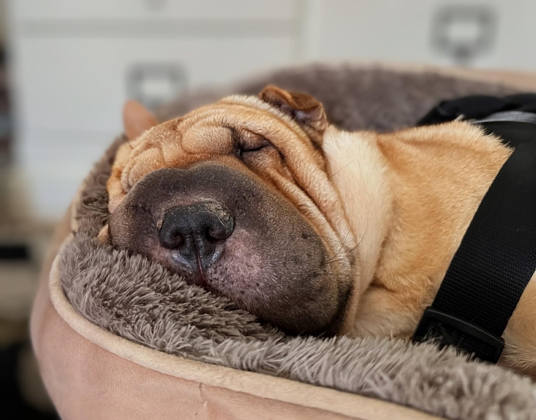 Enlarge HARLEY, a ADOPTABLE Shar-Pei in Olney, MD image 4/5