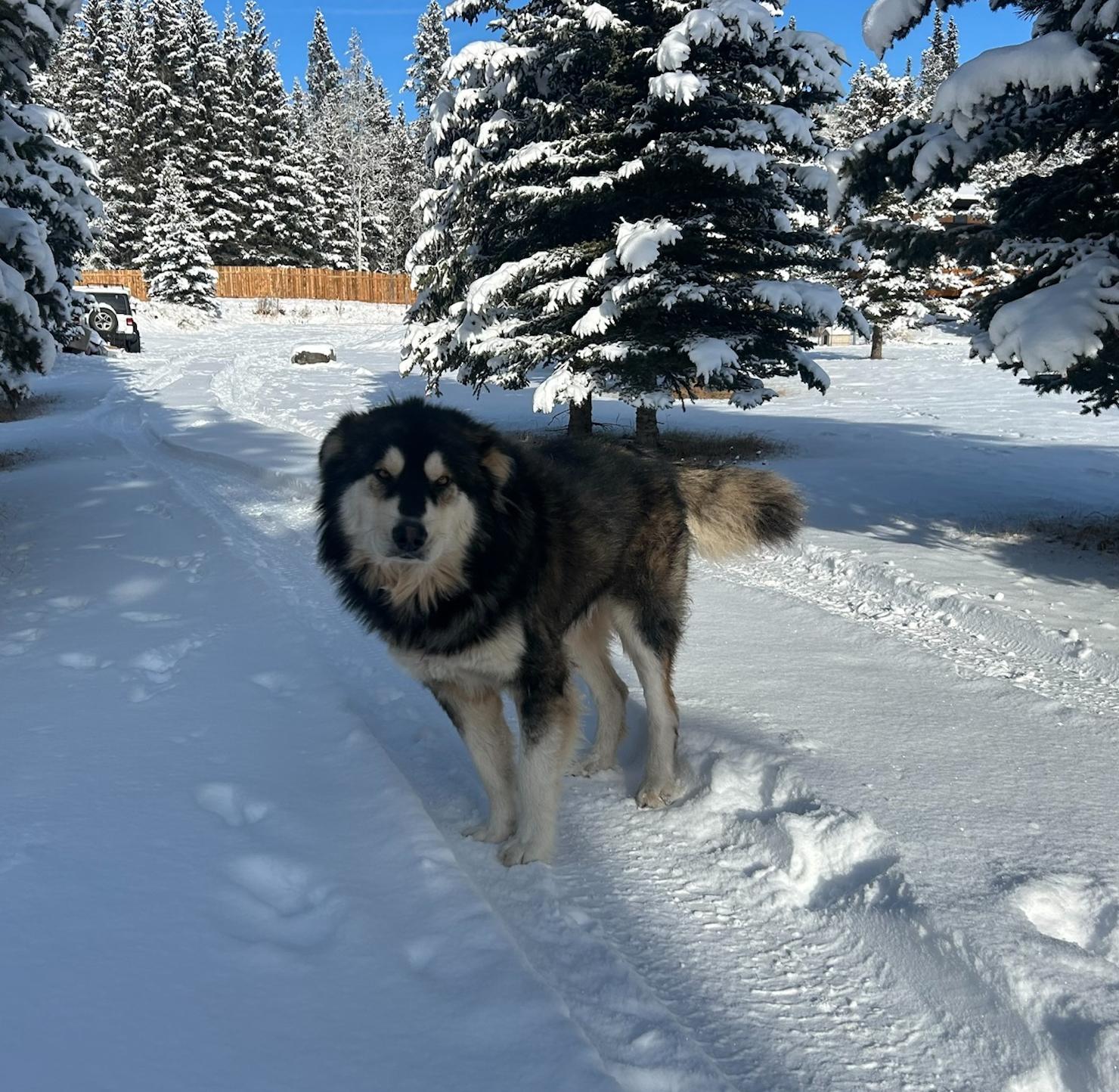 Yukon, a Adoptable mixed breed in Calgary, AB image 2/6