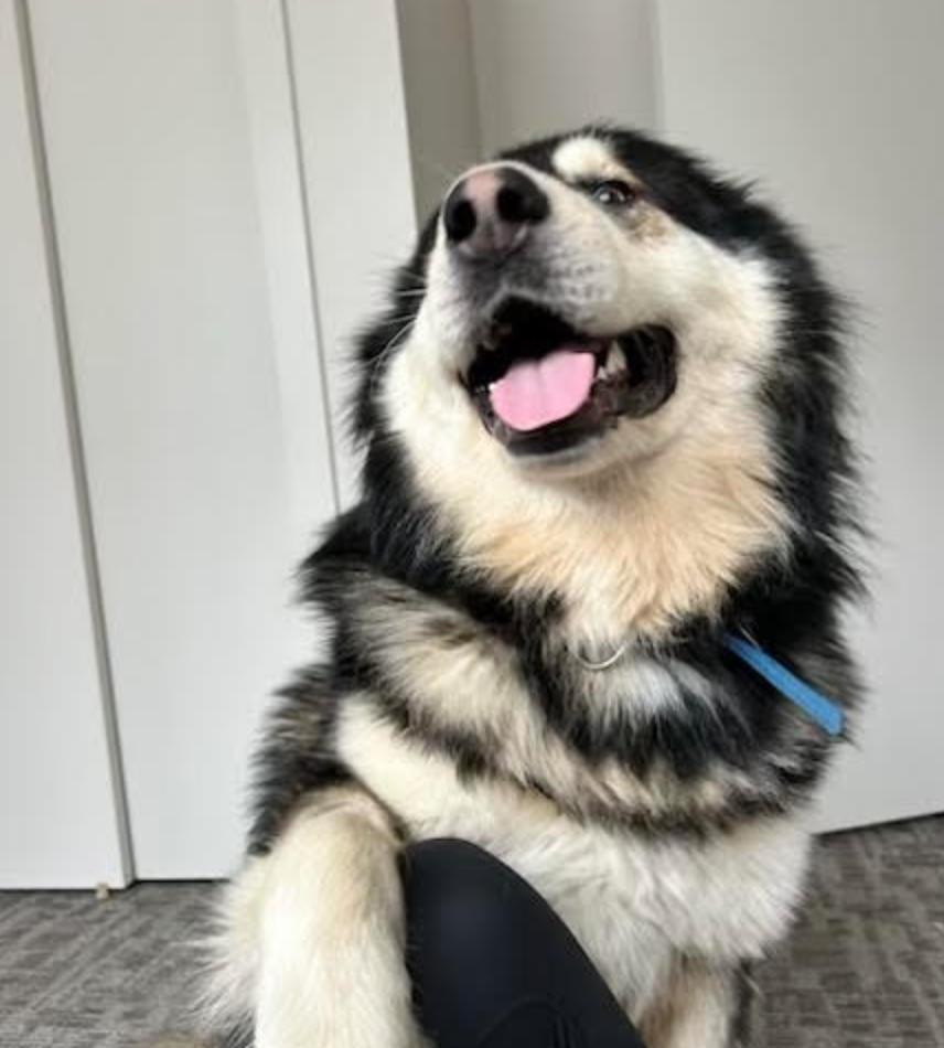 Enlarge Yukon, an adopted mixed breed in Calgary, AB image 5/6