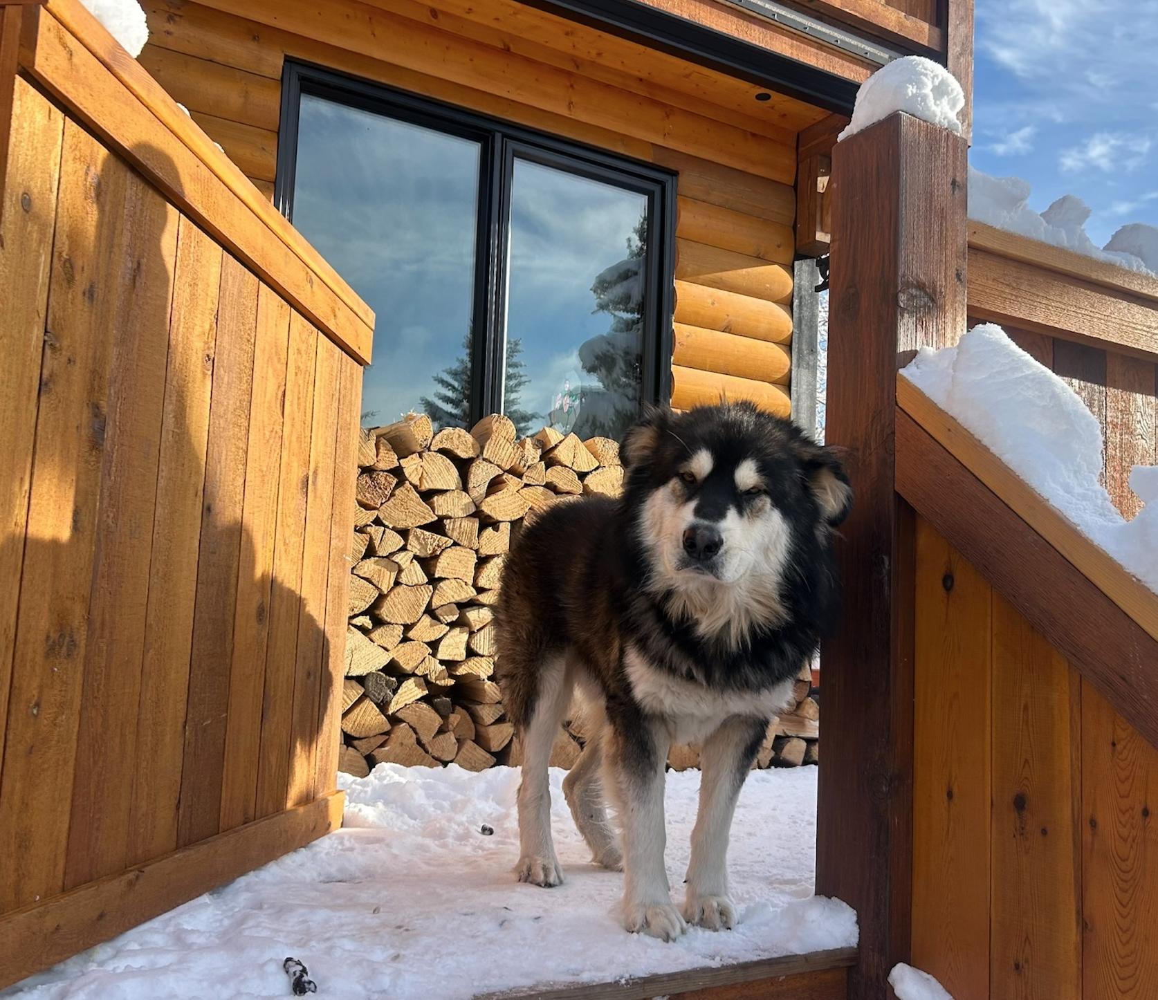 Yukon, a Adoptable mixed breed in Calgary, AB image 3/6