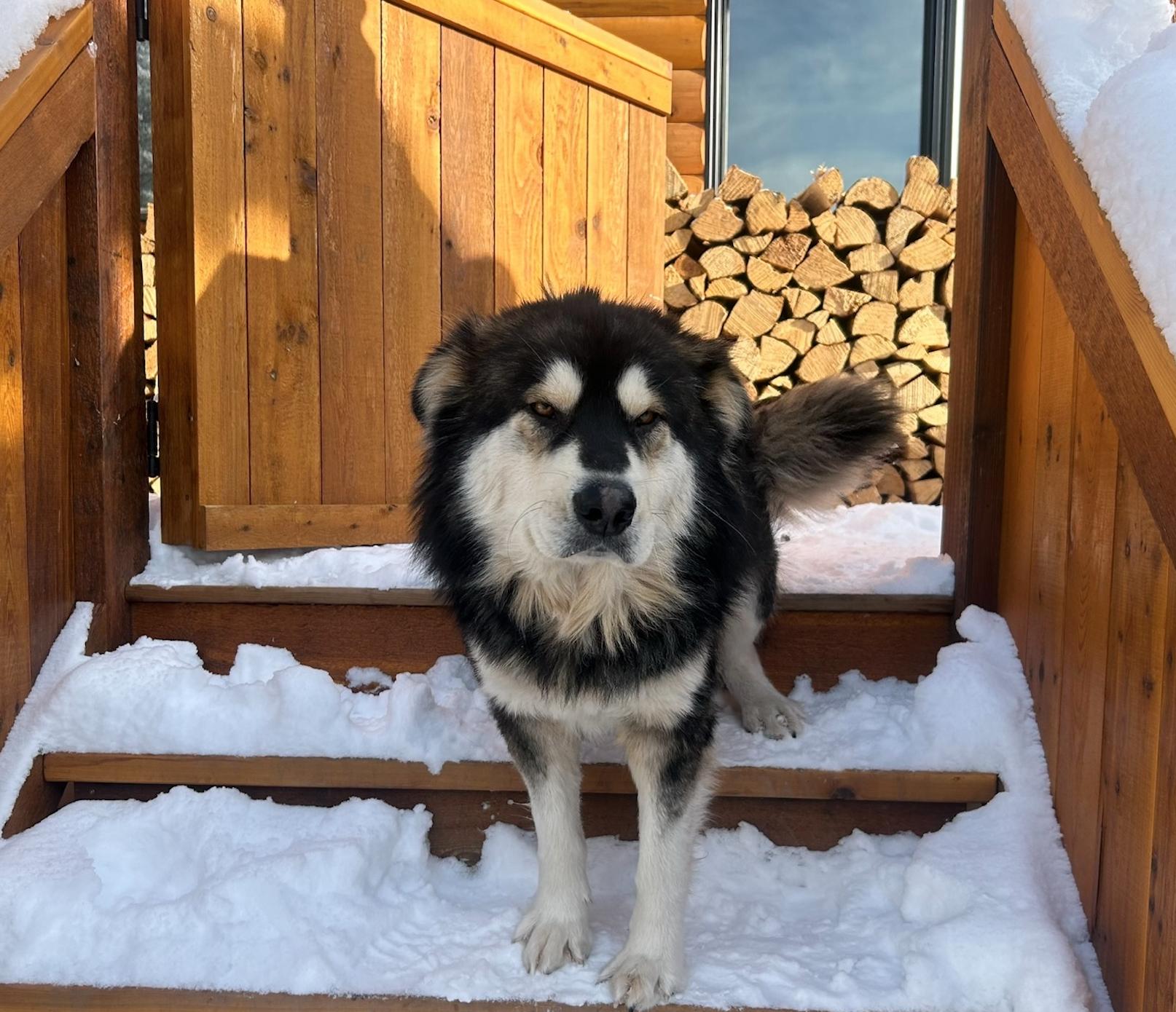 Yukon, a Adoptable mixed breed in Calgary, AB image 4/6