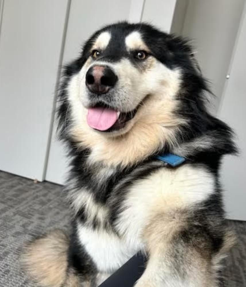 Enlarge Yukon, an adopted mixed breed in Calgary, AB image 1/6