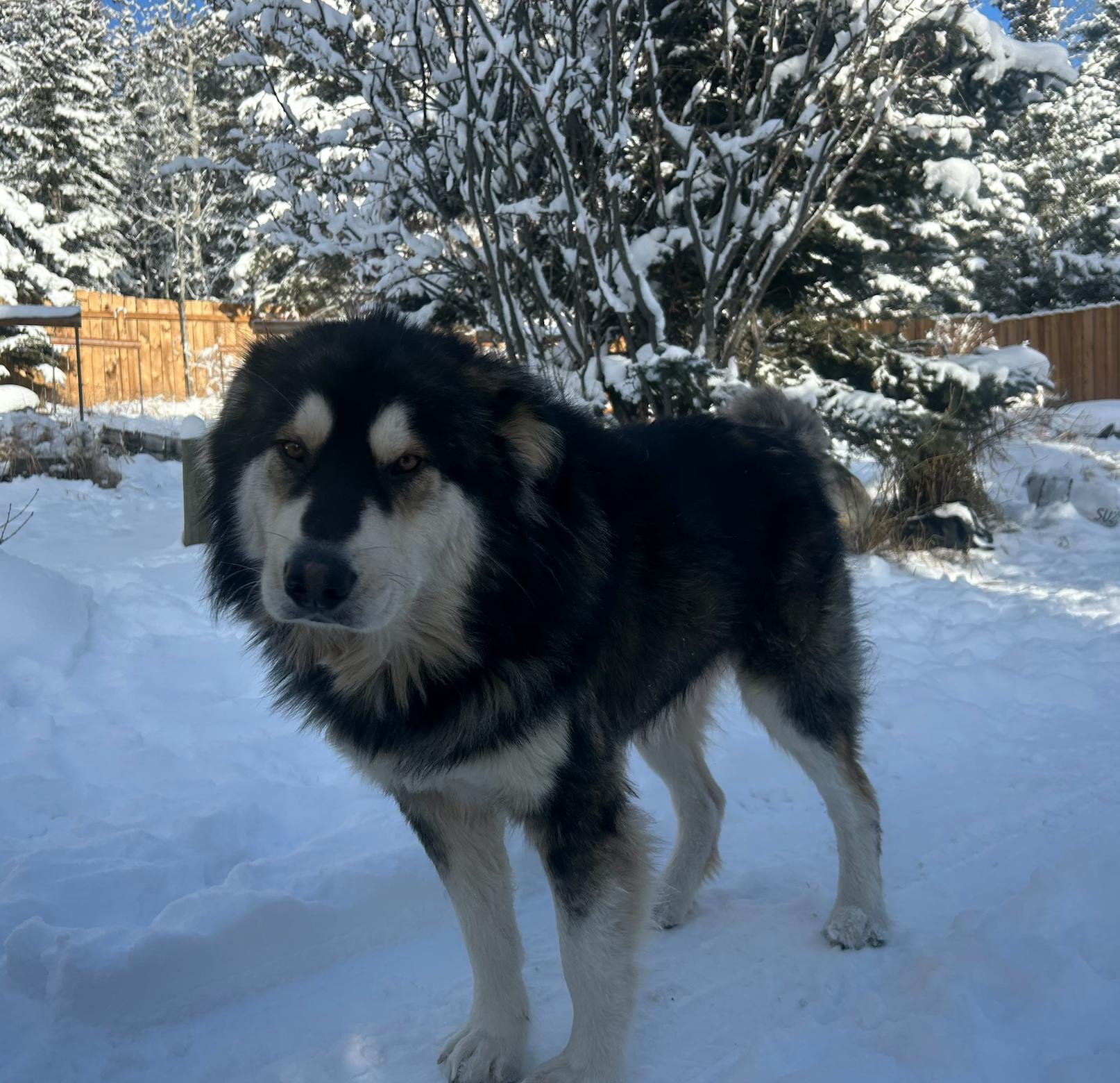 Yukon, a Adoptable mixed breed in Calgary, AB image 5/6