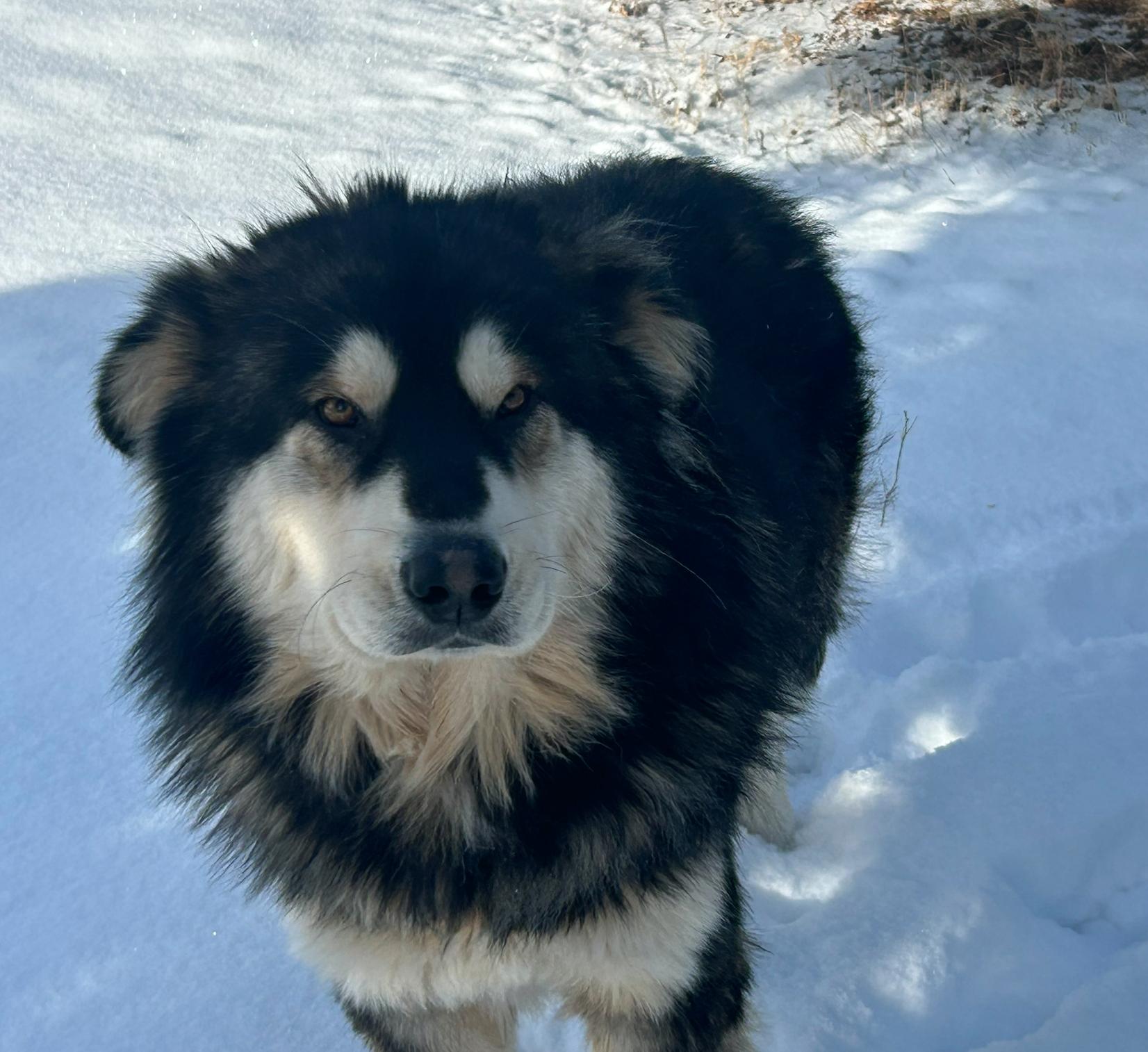 Yukon, a Adoptable mixed breed in Calgary, AB image 6/6