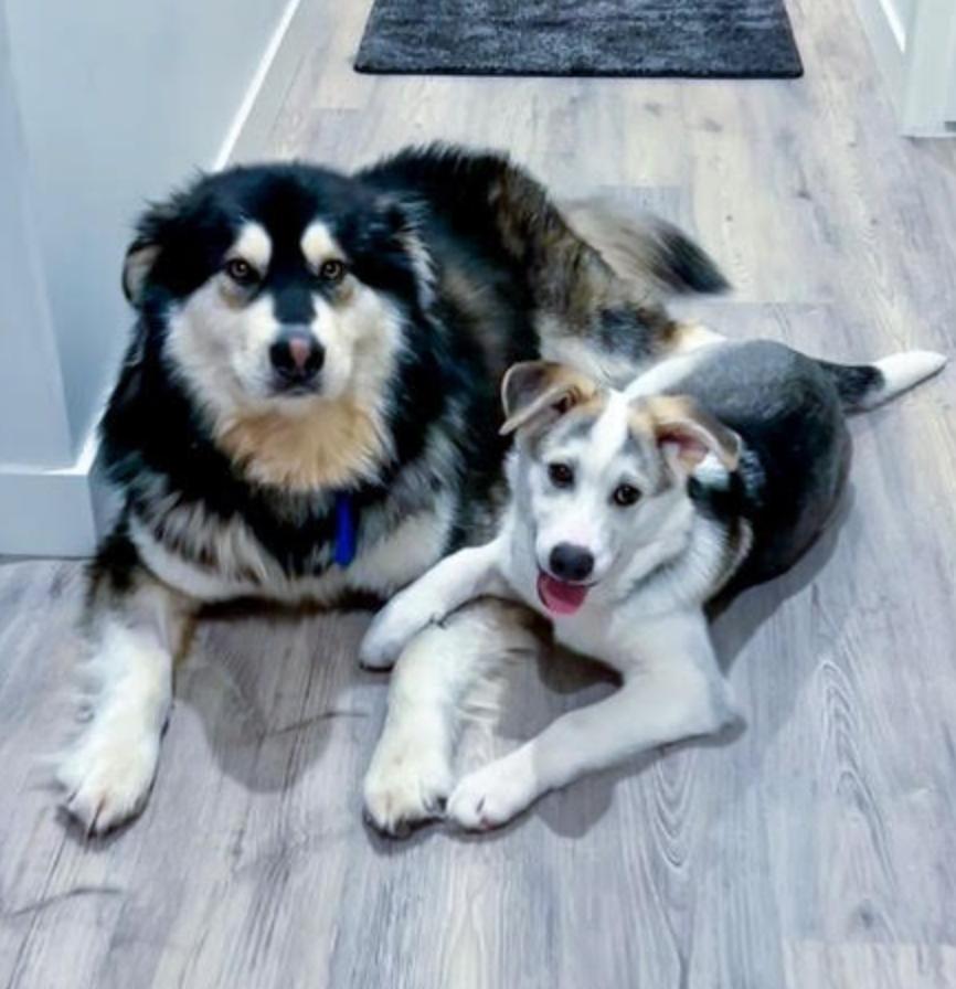 Enlarge Yukon, an adopted mixed breed in Calgary, AB image 6/6