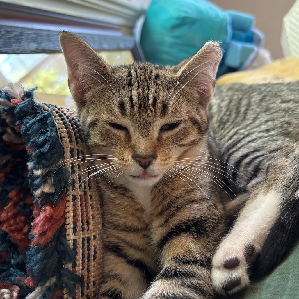 Enlarge Xena, a Adoptable Domestic Short Hair in Durham, NC image 3/5