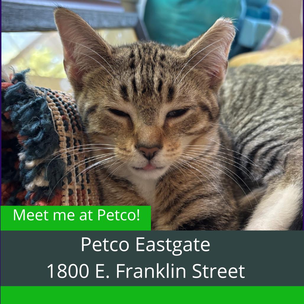 Enlarge Xena, a Adoptable Domestic Short Hair in Durham, NC image 5/5