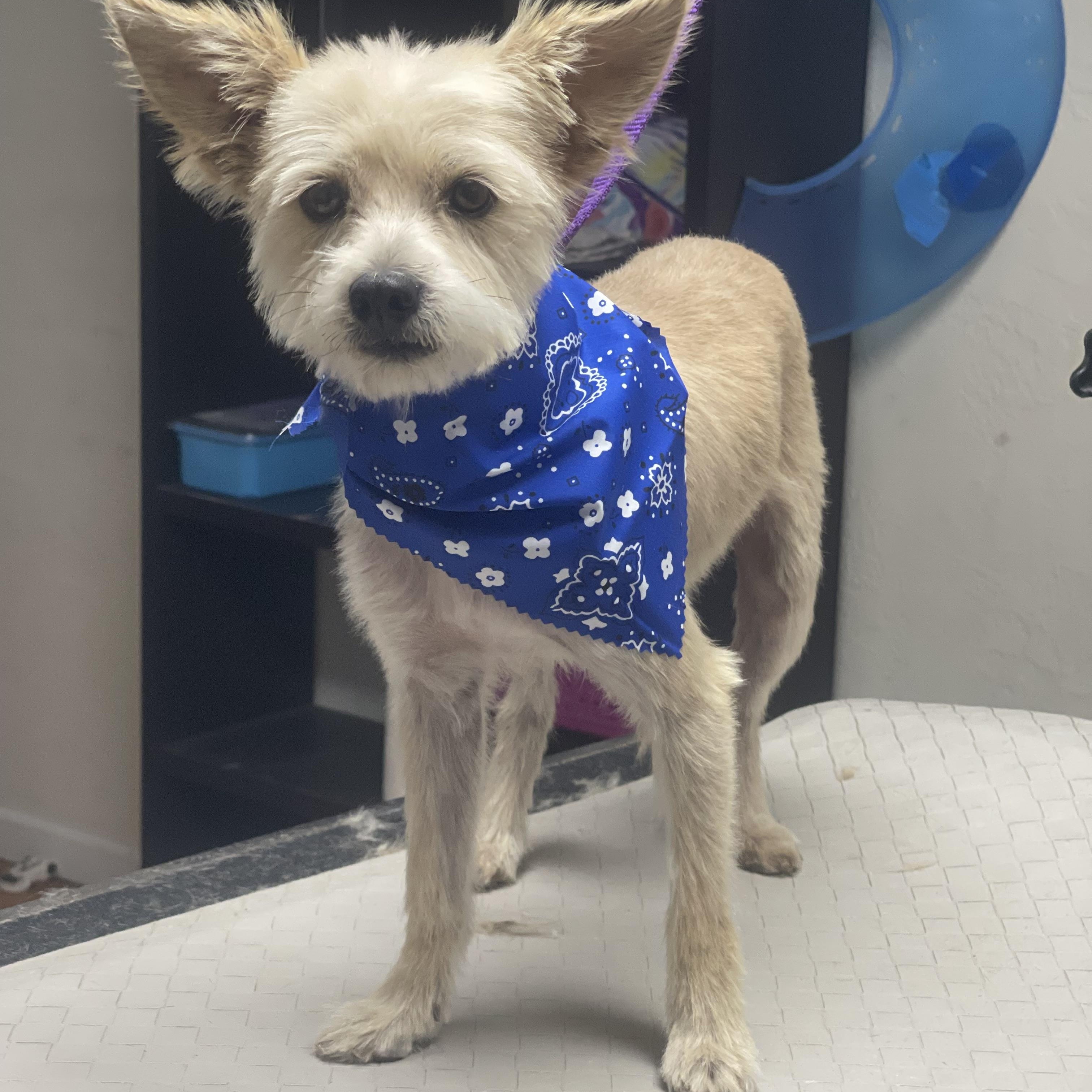 Oso, adopted, Young Male Shih poo & Maltipoo.