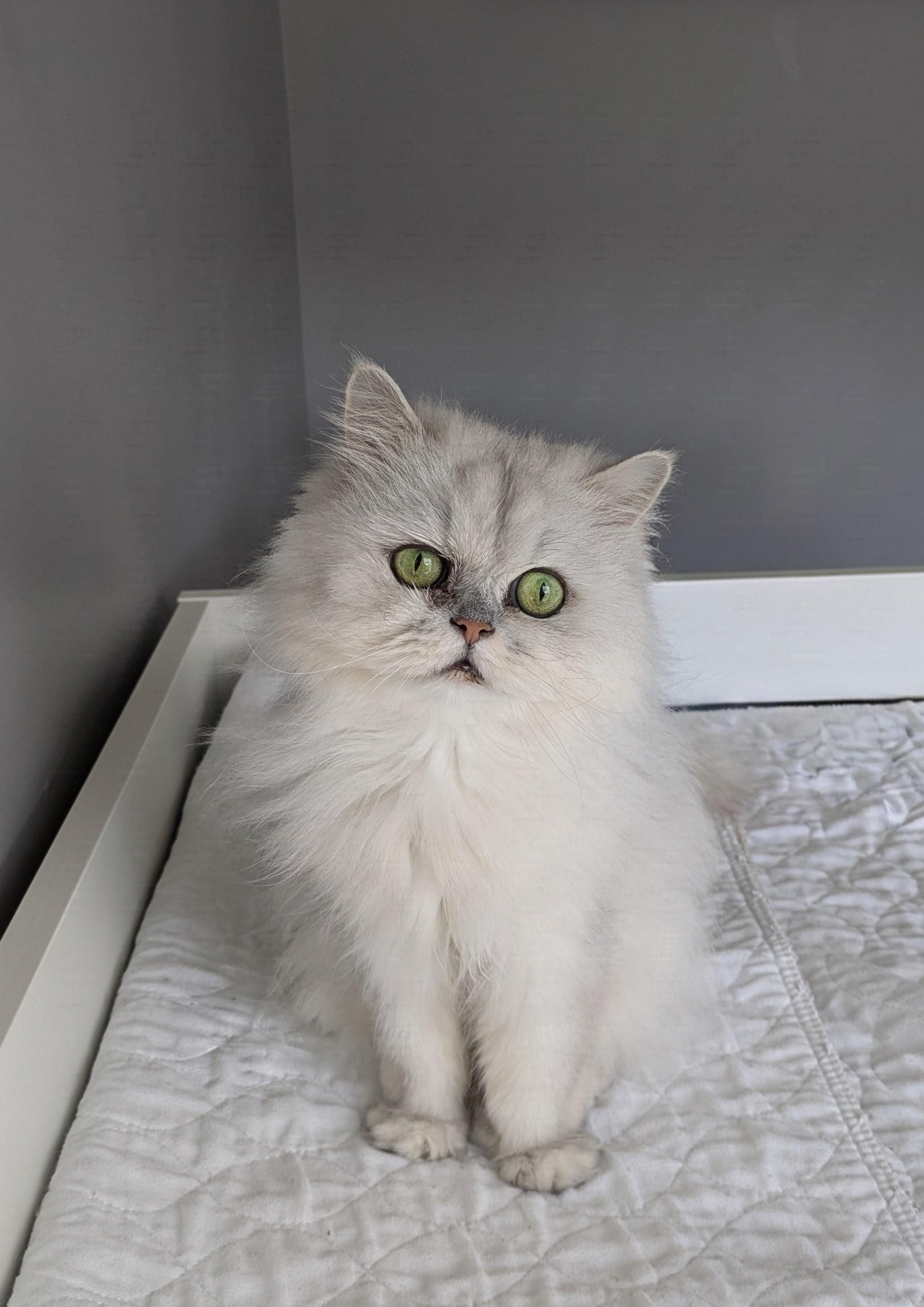 Enlarge KODI, a Adoptable Persian in OshKosh, WI image 6/6