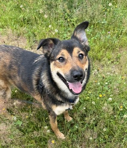 Remi, Adoptable, Adult Female Shepherd & Siberian Husky.