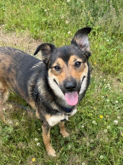 Enlarge Remi, a Adoptable mixed breed in Burlington, WA image 2/3