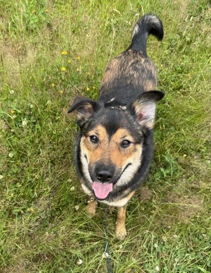 Enlarge Remi, a Adoptable mixed breed in Burlington, WA image 3/3