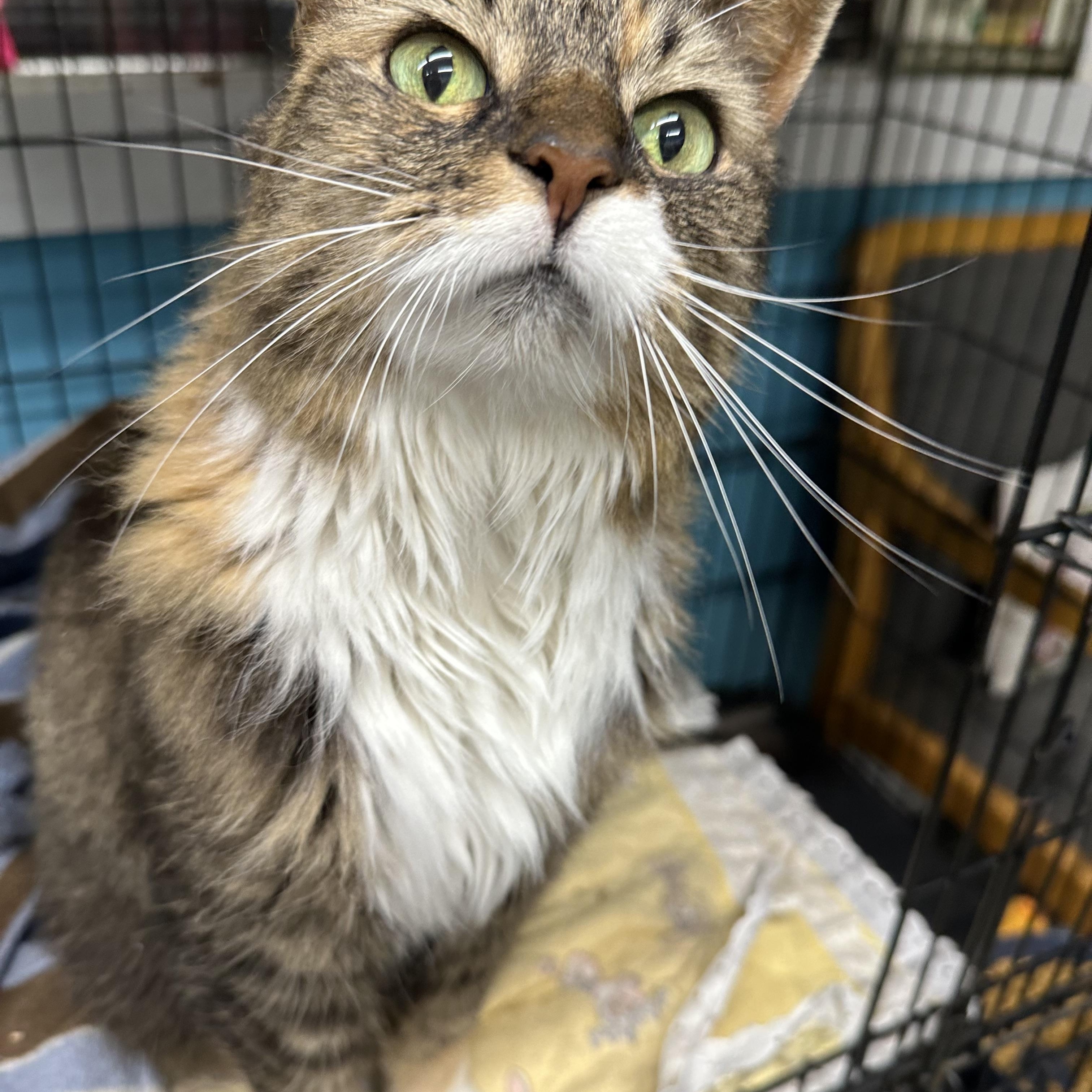 Enlarge Luna #2, a Adoptable Domestic Long Hair in Jaffrey, NH image 1/1