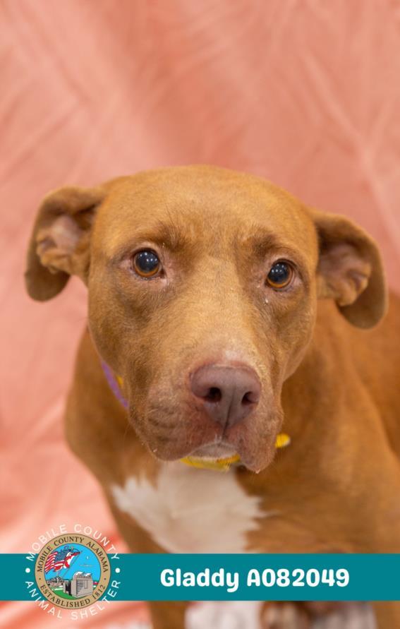 Enlarge GLADDY, a Adoptable mixed breed in Mobile, AL image 1/1