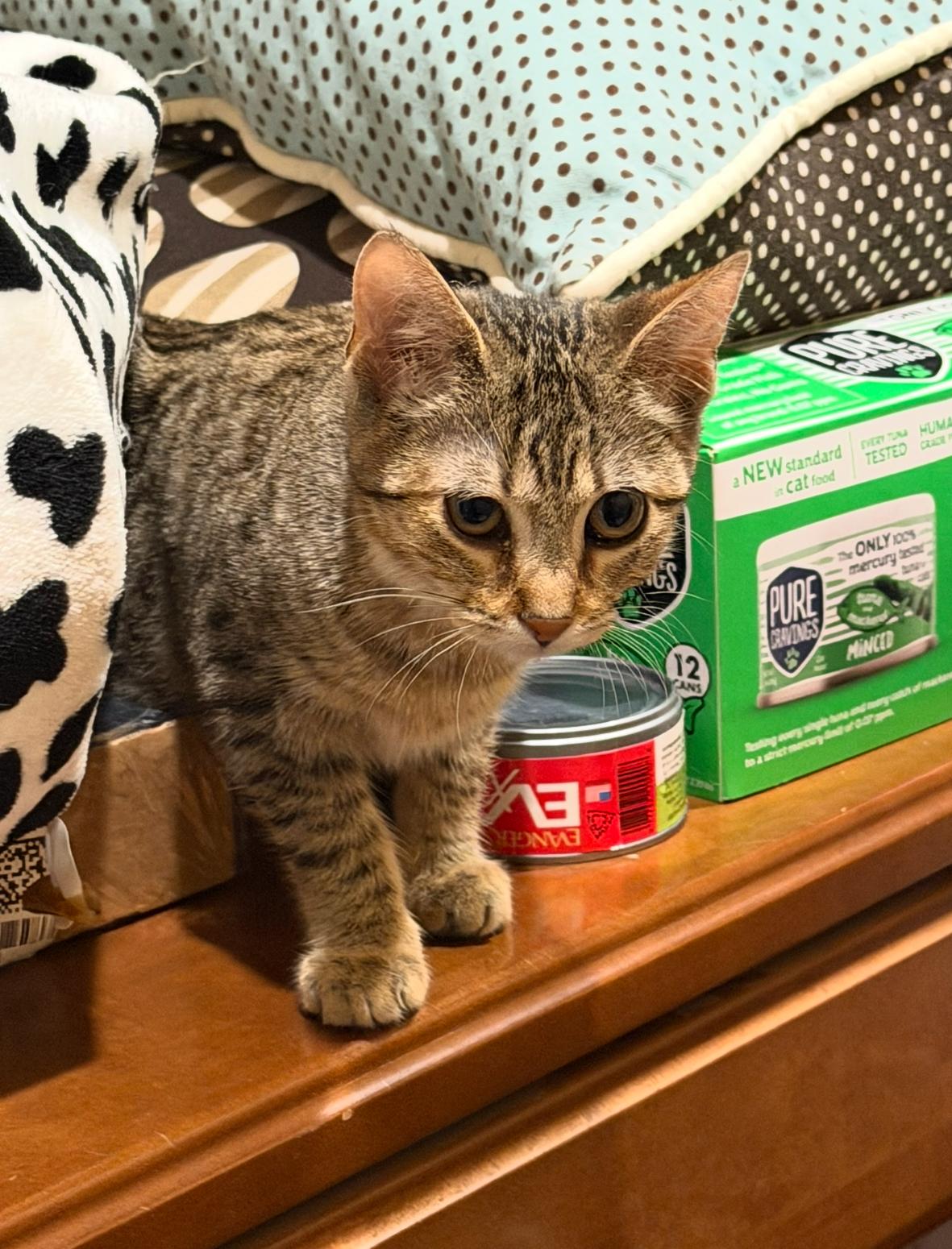 Chita, ADOPTABLE, Young Female Egyptian Mau & Domestic Short Hair.