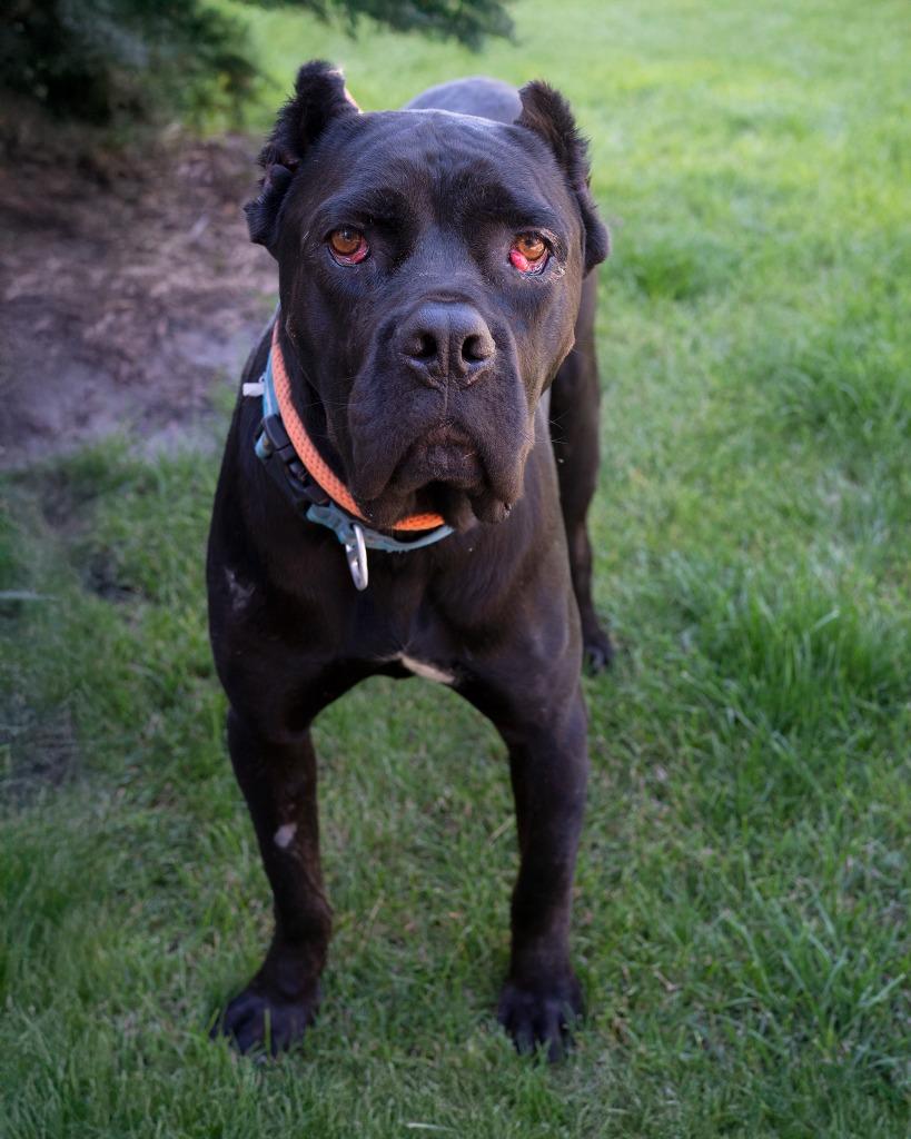 Enlarge Bear, a Adopted Pit Bull Terrier in Boone, IA image 1/1
