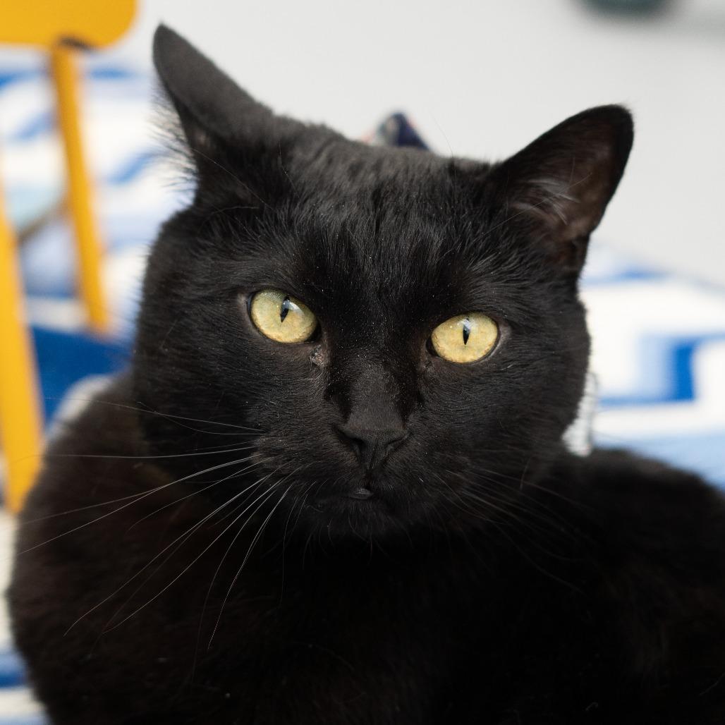 Toothless, Adoptable, Senior Male Domestic Short Hair & Mixed Breed.