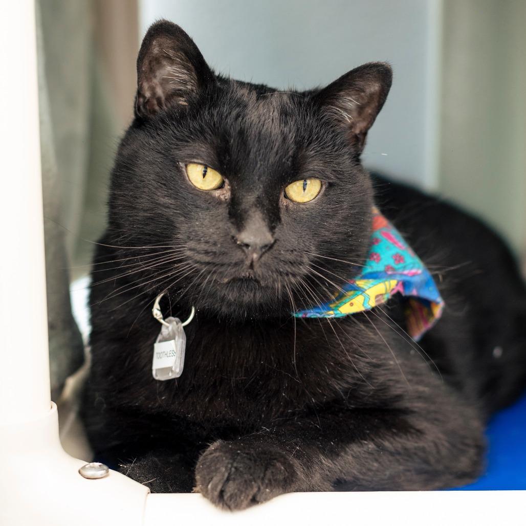 Toothless, Adoptable, Senior Male Domestic Short Hair.