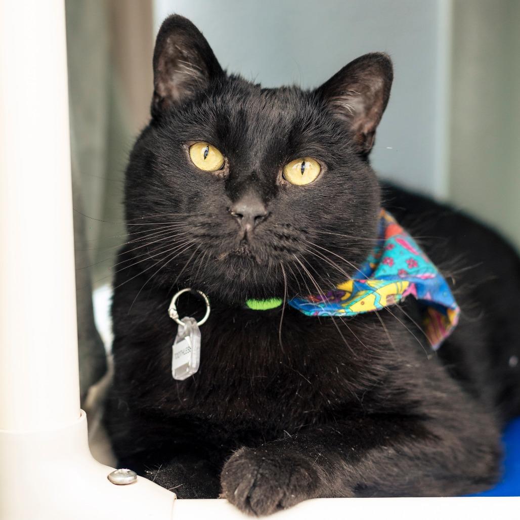 Toothless, Adoptable, Senior Male Domestic Short Hair & Mixed Breed.
