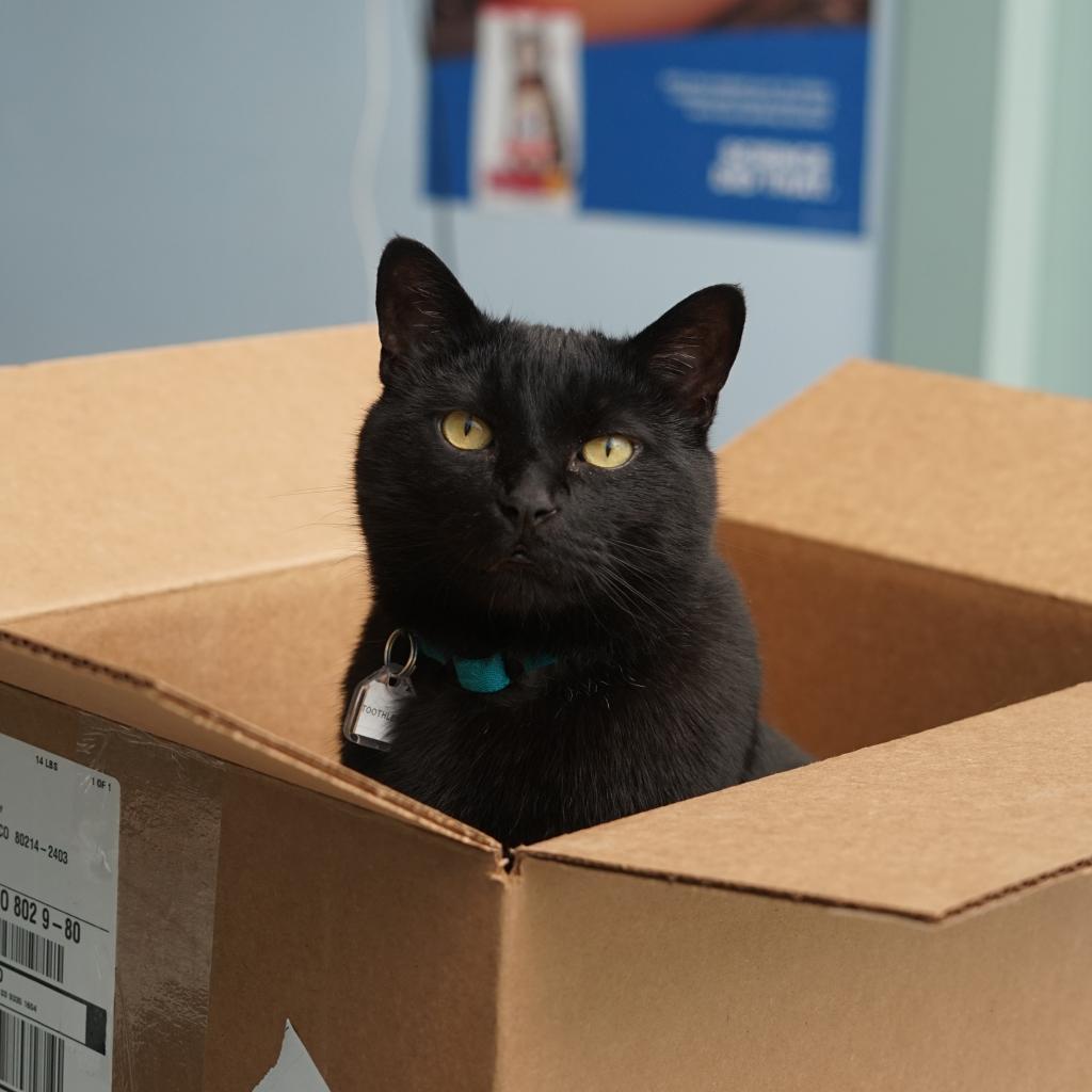 Enlarge Toothless, a Adoptable mixed breed in Lakewood, CO image 2/6
