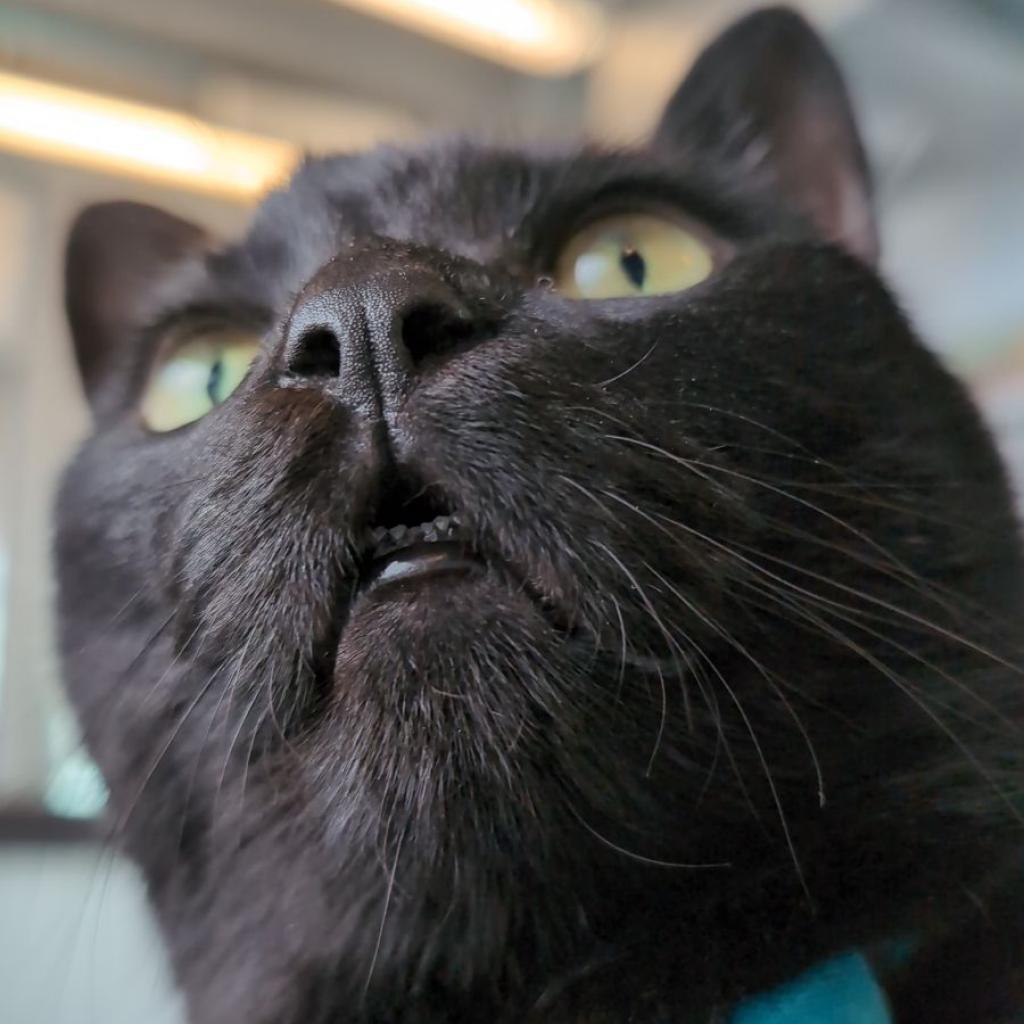 Enlarge Toothless, a Adoptable mixed breed in Lakewood, CO image 3/6