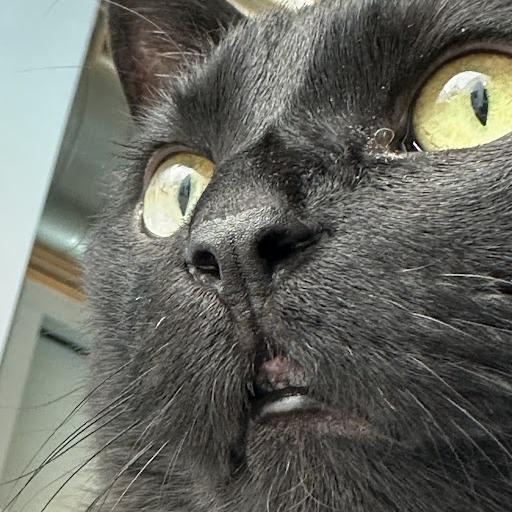 Enlarge Toothless, a Adoptable mixed breed in Lakewood, CO image 3/6