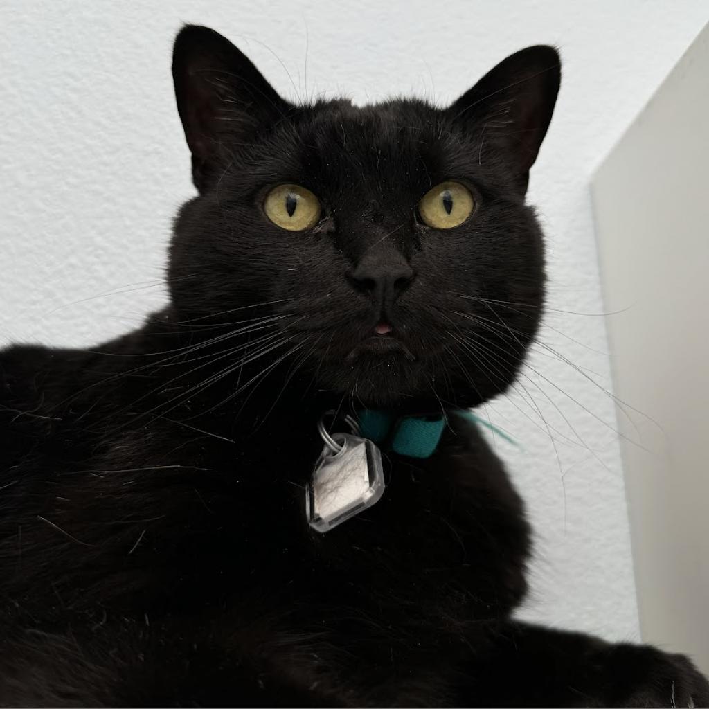 Enlarge Toothless, a Adoptable mixed breed in Lakewood, CO image 4/6