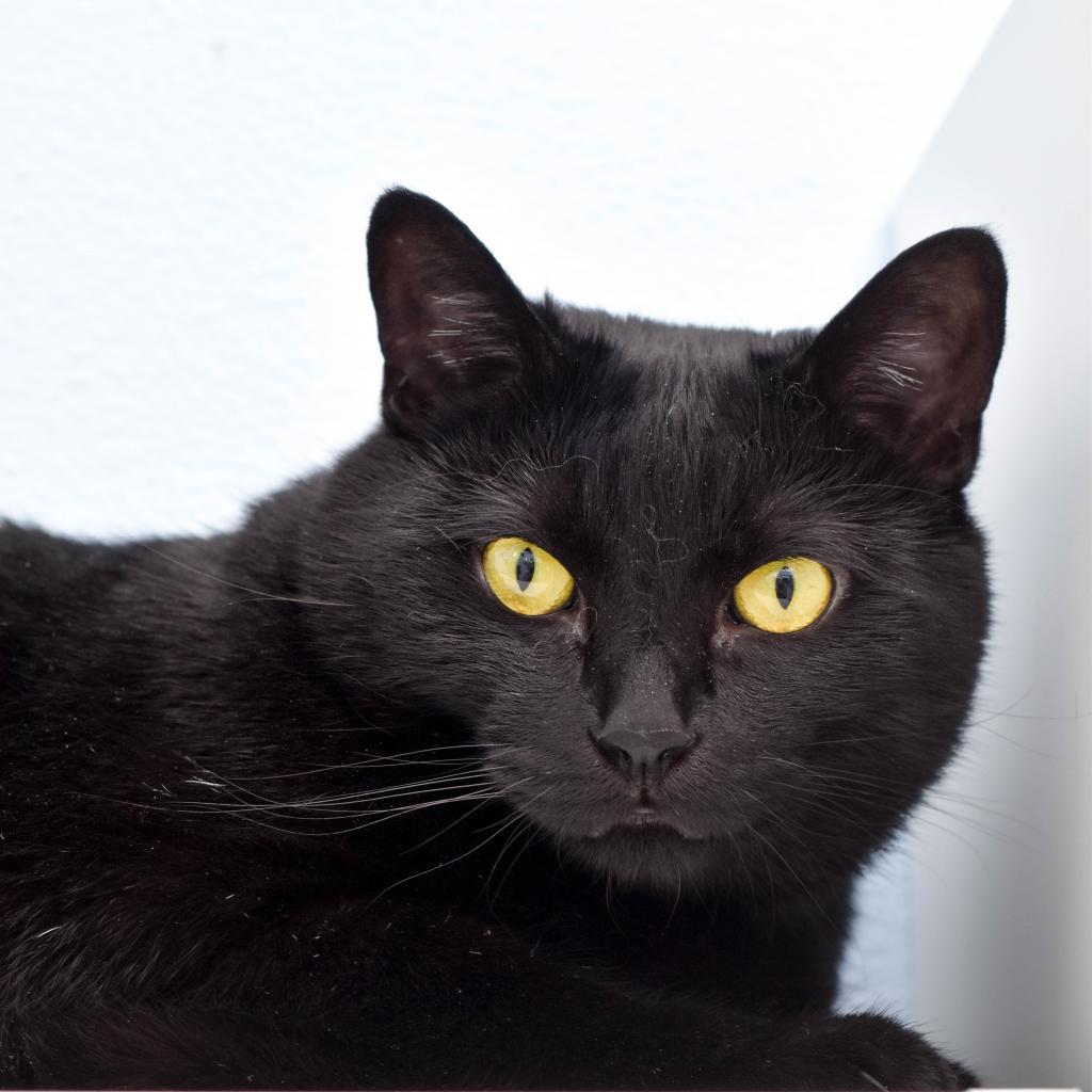 Toothless, a Adoptable mixed breed in Lakewood, CO image 4/6