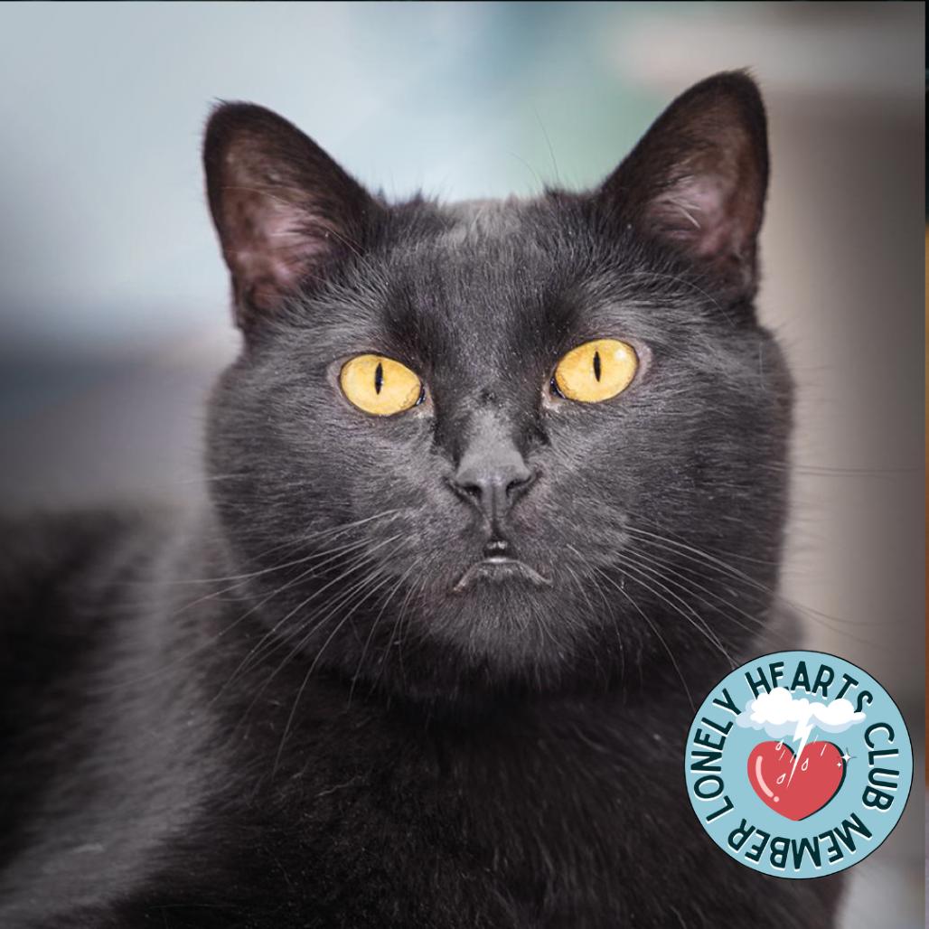 Toothless, a Adoptable mixed breed in Lakewood, CO image 5/6