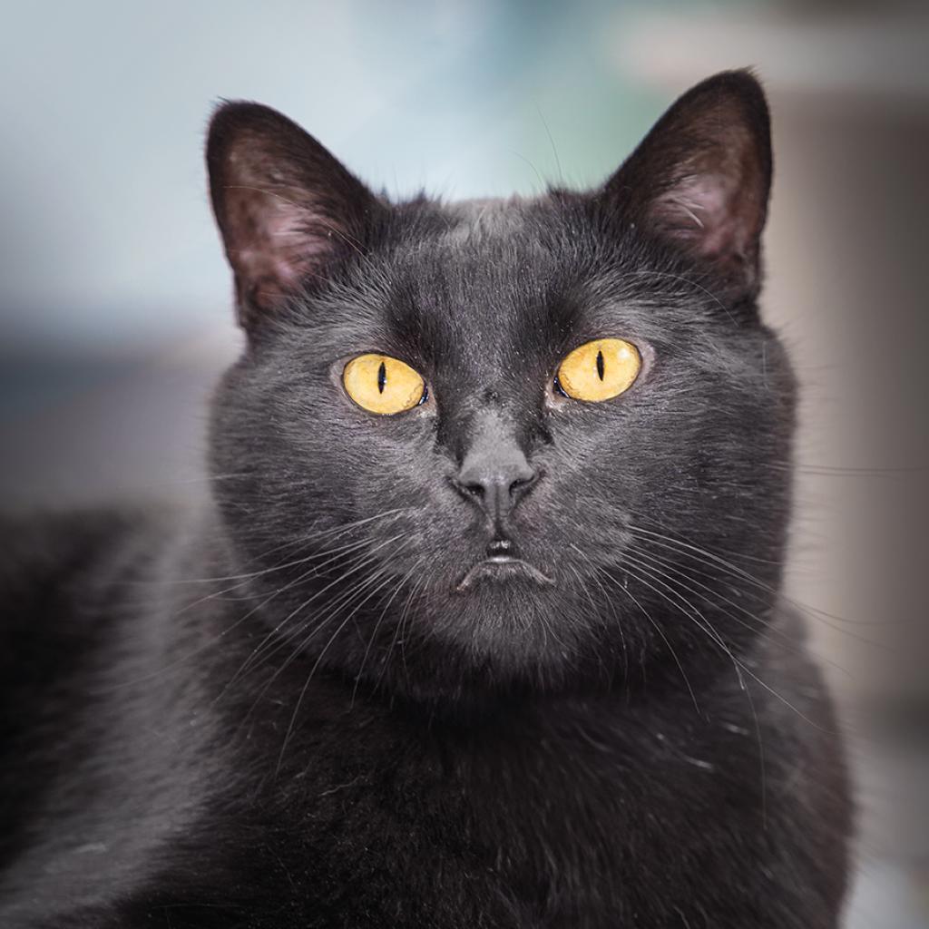 Enlarge Toothless, a Adoptable mixed breed in Lakewood, CO image 6/6