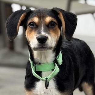 Enlarge Joey, a Adoptable mixed breed in Albany, NY image 1/6