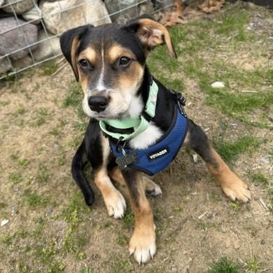 Enlarge Joey, a Adoptable mixed breed in Albany, NY image 4/6