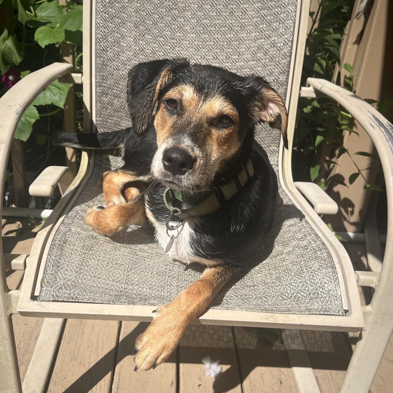 Joey, adoptable, Puppy Male Terrier & Shepherd.